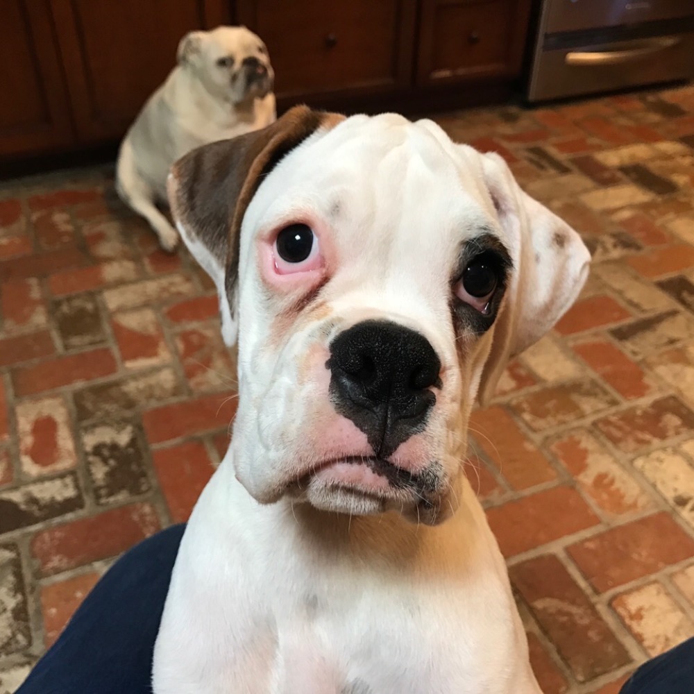 Meet your Posher, Janell